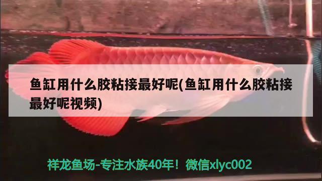 魚(yú)缸用什么膠粘接最好呢(魚(yú)缸用什么膠粘接最好呢視頻)