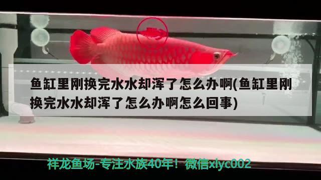 魚(yú)缸里剛換完水水卻渾了怎么辦啊(魚(yú)缸里剛換完水水卻渾了怎么辦啊怎么回事)