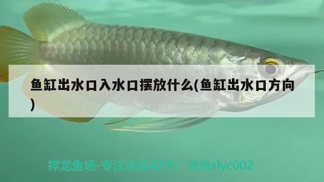 魚缸出水口入水口擺放什么(魚缸出水口方向) 圖騰金龍魚