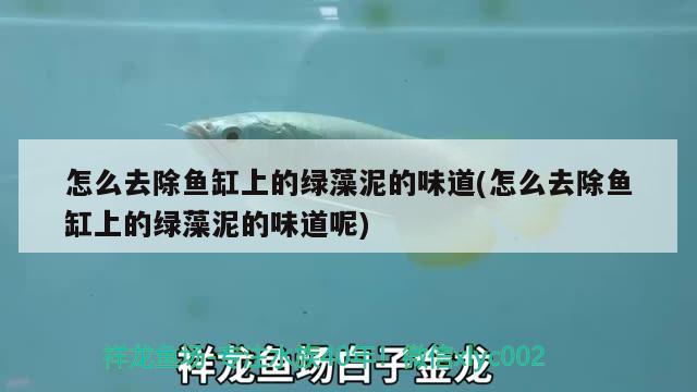 怎么去除魚缸上的綠藻泥的味道(怎么去除魚缸上的綠藻泥的味道呢) 金頭過背金龍魚