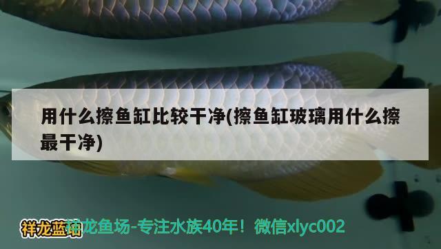 白子黃化銀龍魚用什么燈：黃化銀龍和白子銀龍區(qū)別 馬拉莫寶石魚苗