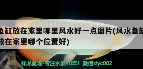 魚(yú)缸放在家里哪里風(fēng)水好一點(diǎn)圖片(風(fēng)水魚(yú)缸放在家里哪個(gè)位置好) 魚(yú)缸風(fēng)水