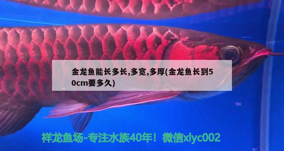 金龍魚能長多長,多寬,多厚(金龍魚長到50cm要多久) 養(yǎng)魚知識