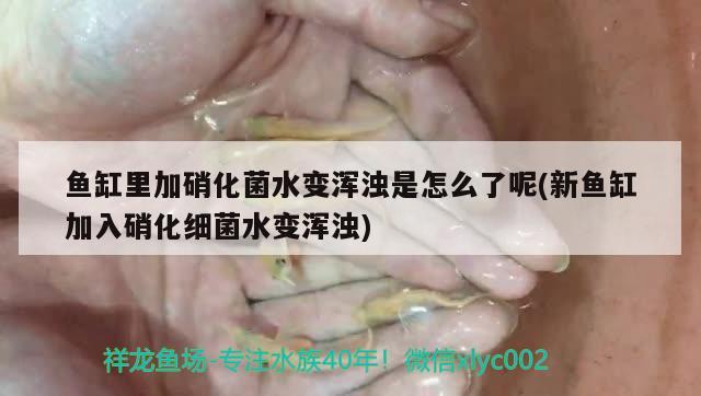 魚(yú)缸里加硝化菌水變渾濁是怎么了呢(新魚(yú)缸加入硝化細(xì)菌水變渾濁) 硝化細(xì)菌