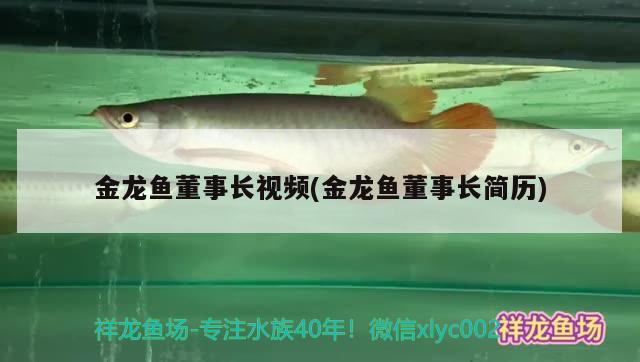 金龍魚董事長視頻(金龍魚董事長簡歷) 魚糧魚藥