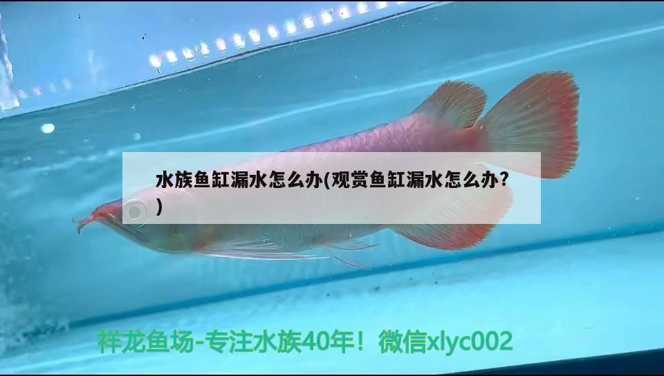 水族魚缸漏水怎么辦(觀賞魚缸漏水怎么辦?) 其他益生菌