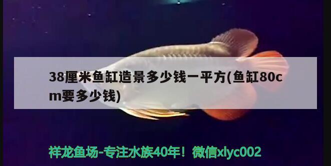 小魚苗放魚缸一下子死了咋回事(小魚進(jìn)魚缸很快就死了) 斑馬狗頭魚