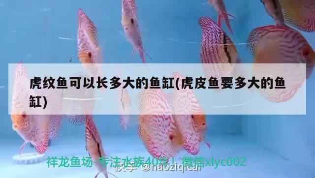 虎紋魚可以長多大的魚缸(虎皮魚要多大的魚缸) 祥龍水族護理水