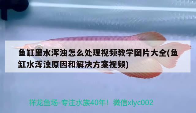 皇冠三間屬于哪層魚(yú)：這兩條魚(yú)是巴西亞還是皇冠三間，求解