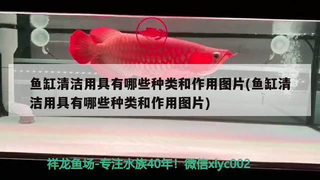 上海回收魚缸電話多少（上海上門舊魚缸回收） 玫瑰銀版魚 第2張