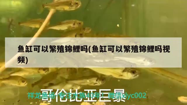 魚缸可以繁殖錦鯉嗎(魚缸可以繁殖錦鯉嗎視頻) 銀古魚苗 第2張