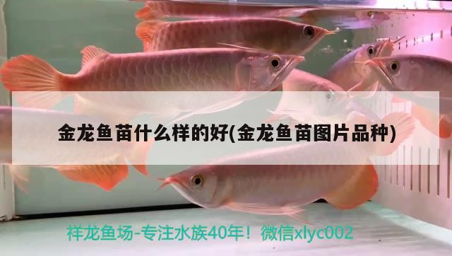 金龍魚苗什么樣的好(金龍魚苗圖片品種)