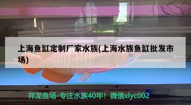 上海魚缸定制廠家水族(上海水族魚缸批發(fā)市場) 觀賞魚水族批發(fā)市場