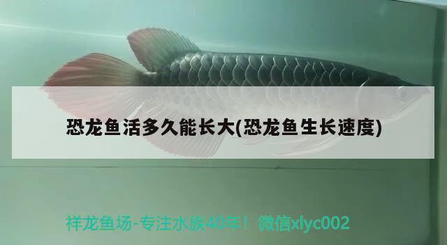 恐龍魚活多久能長大(恐龍魚生長速度) 申古銀版魚