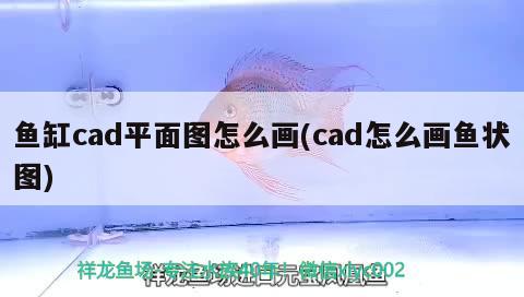 魚缸cad平面圖怎么畫(cad怎么畫魚狀圖) 元寶鳳凰魚百科