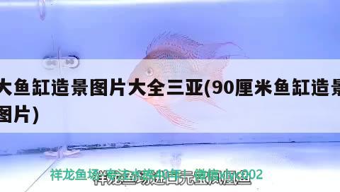 大魚缸造景圖片大全三亞(90厘米魚缸造景圖片) 和尚魚