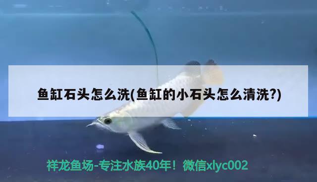 魚缸石頭怎么洗(魚缸的小石頭怎么清洗?) 魚缸風水