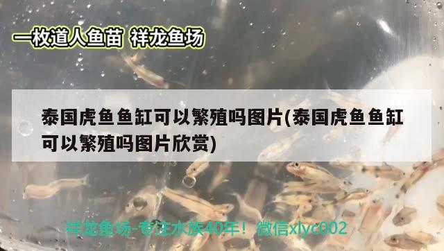 泰國虎魚魚缸可以繁殖嗎圖片(泰國虎魚魚缸可以繁殖嗎圖片欣賞) 虎魚百科