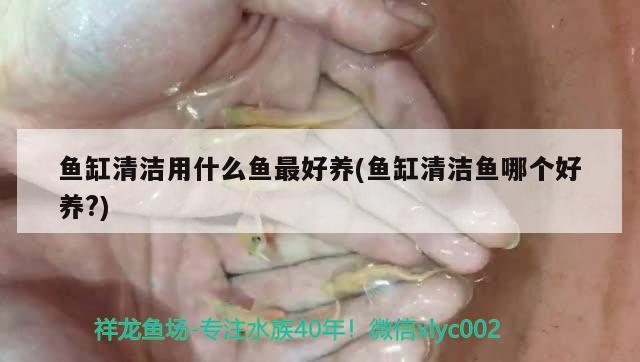 魚缸清潔用什么魚最好養(yǎng)(魚缸清潔魚哪個(gè)好養(yǎng)?) 翡翠鳳凰魚