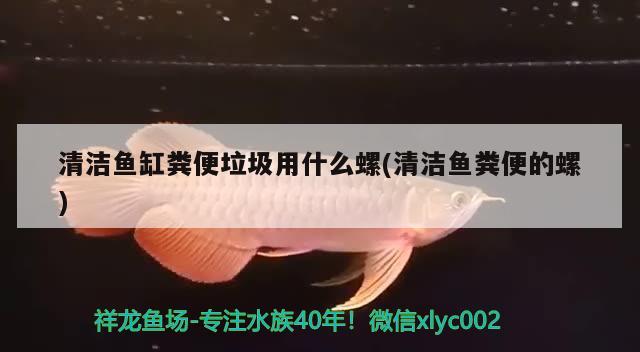 清潔魚缸糞便垃圾用什么螺(清潔魚糞便的螺) 純血皇冠黑白魟魚