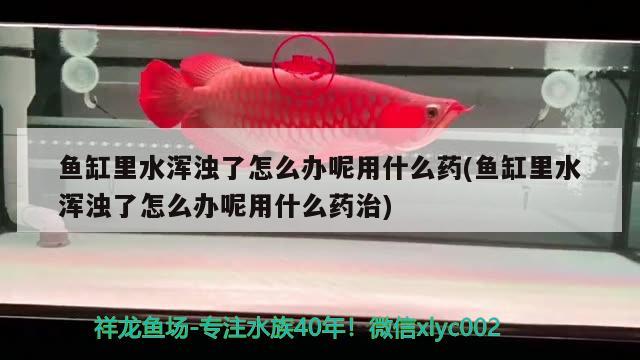 魚缸里水渾濁了怎么辦呢用什么藥(魚缸里水渾濁了怎么辦呢用什么藥治) 魚缸風(fēng)水