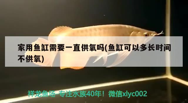 家用魚缸需要一直供氧嗎(魚缸可以多長時間不供氧) 帝王迷宮魚