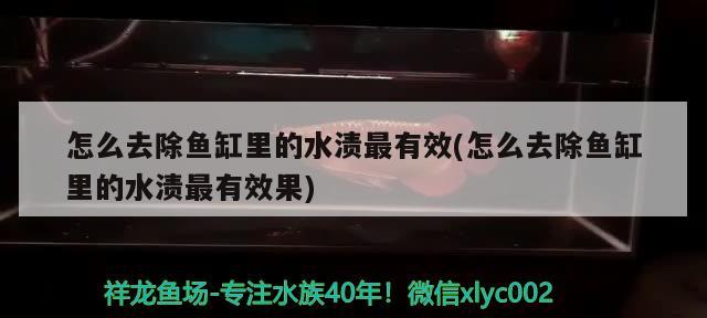 燕窩一個人一次吃幾盞最好(一盞燕窩可以吃幾個人) 馬來西亞燕窩 第2張