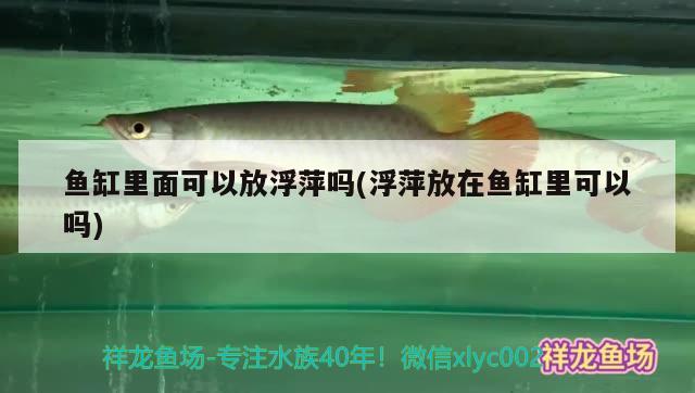 魚缸里面可以放浮萍嗎(浮萍放在魚缸里可以嗎) 大白鯊魚苗