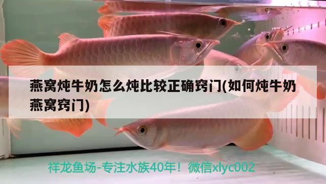 神仙魚品種有哪些，神仙魚和燕魚的區(qū)別 觀賞魚 第2張