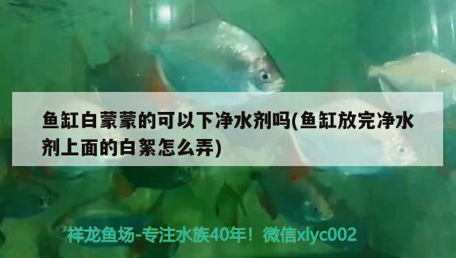 魚缸白蒙蒙的可以下凈水劑嗎(魚缸放完凈水劑上面的白絮怎么弄) 賽級紅龍魚