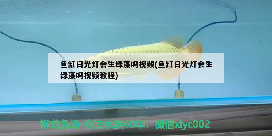 開封水族館龍魚缸魚熱帶魚漁場(chǎng)