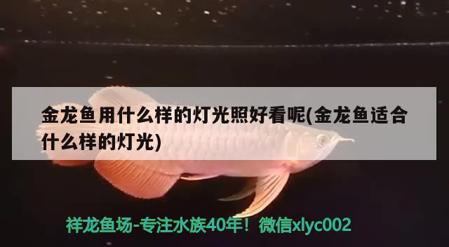 金龍魚發(fā)色燈的擺放位置不掉眼（金龍魚用啥燈對龍魚發(fā)色好） 水族燈（魚缸燈） 第3張