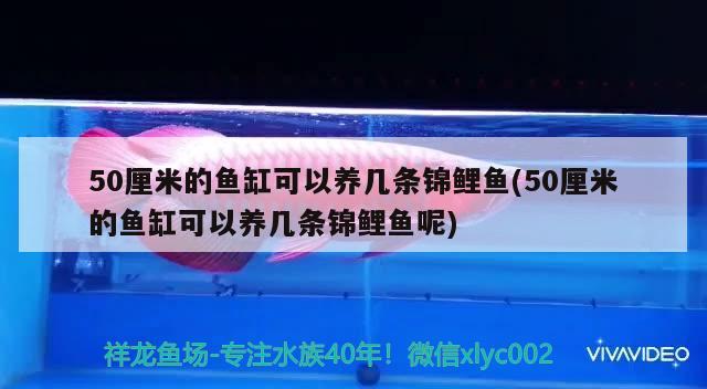 80公分的魚缸用多厚的玻璃合適（80公分的魚缸裝多少公斤水） 殺菌消毒設備 第1張