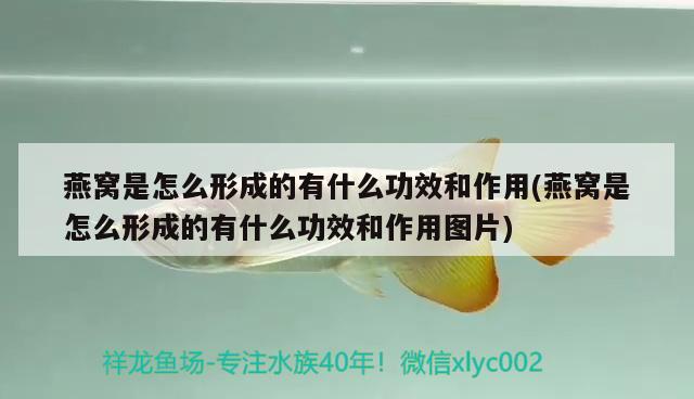 懷化哪里有賣魚缸的實體店啊多少錢一個：懷化賣花鳥魚市場在哪里