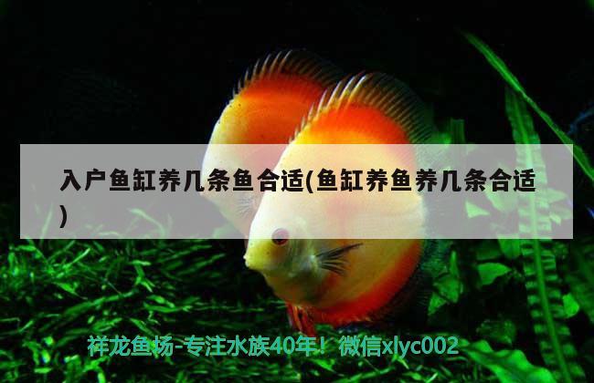 入戶魚缸養(yǎng)幾條魚合適(魚缸養(yǎng)魚養(yǎng)幾條合適)