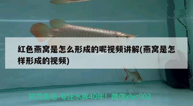 紅色燕窩是怎么形成的呢視頻講解(燕窩是怎樣形成的視頻) 馬來(lái)西亞燕窩