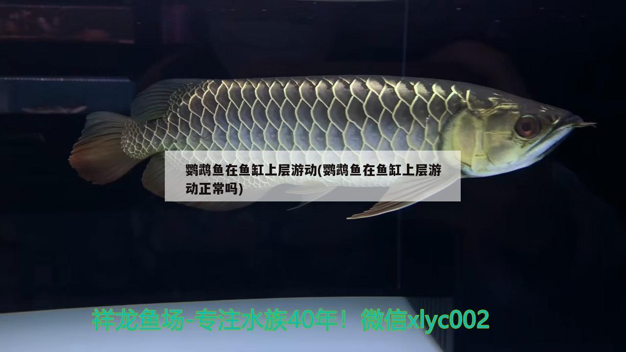 鸚鵡魚在魚缸上層游動(鸚鵡魚在魚缸上層游動正常嗎)