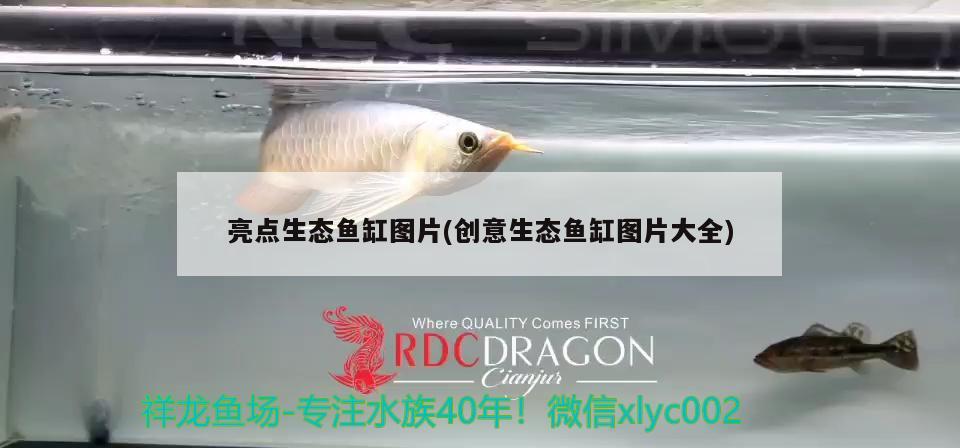 亮點(diǎn)生態(tài)魚缸圖片(創(chuàng)意生態(tài)魚缸圖片大全)