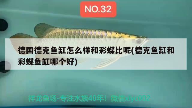 德國德克魚缸怎么樣和彩蝶比呢(德克魚缸和彩蝶魚缸哪個好)