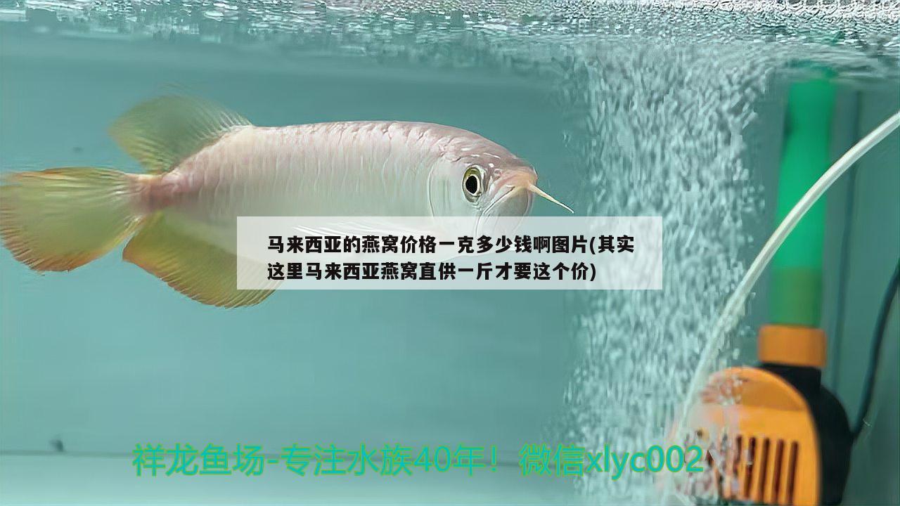 馬來(lái)西亞的燕窩價(jià)格一克多少錢啊圖片(其實(shí)這里馬來(lái)西亞燕窩直供一斤才要這個(gè)價(jià)) 馬來(lái)西亞燕窩