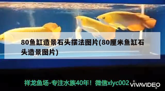 80魚(yú)缸造景石頭擺法圖片(80厘米魚(yú)缸石頭造景圖片)