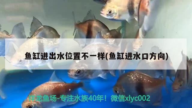 香港水族批發(fā)市場(chǎng)地址電話(huà)號(hào)碼查詢(xún)（香港海水魚(yú)市場(chǎng)）