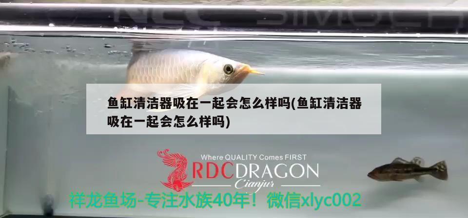 魚缸清潔器吸在一起會(huì)怎么樣嗎(魚缸清潔器吸在一起會(huì)怎么樣嗎) 帝王迷宮