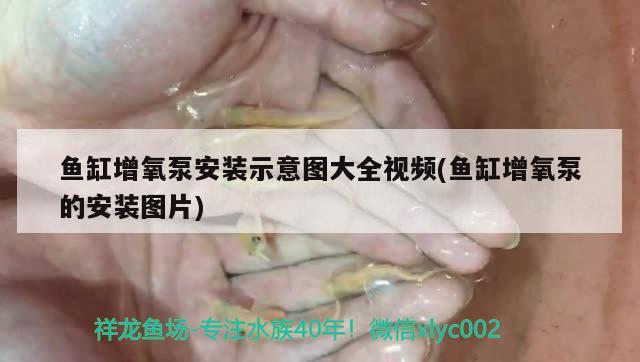 魚缸增氧泵安裝示意圖大全視頻(魚缸增氧泵的安裝圖片) 玫瑰銀版魚