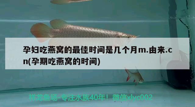 孕婦吃燕窩的最佳時間是幾個月m.由來.cn(孕期吃燕窩的時間) 馬來西亞燕窩