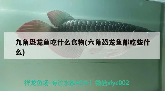 九角恐龍魚(yú)吃什么食物(六角恐龍魚(yú)都吃些什么) 金頭過(guò)背金龍魚(yú)