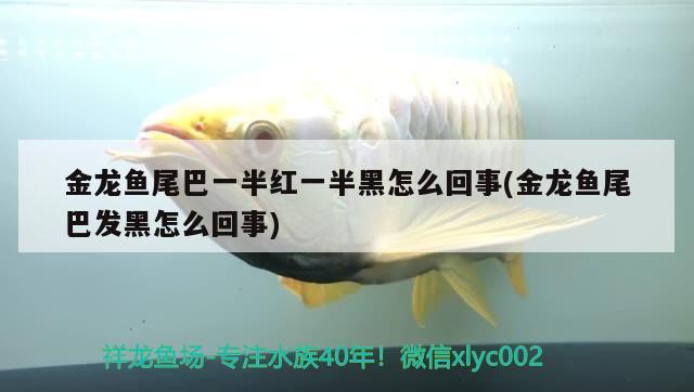 金龍魚尾巴一半紅一半黑怎么回事(金龍魚尾巴發(fā)黑怎么回事) 恐龍王魚