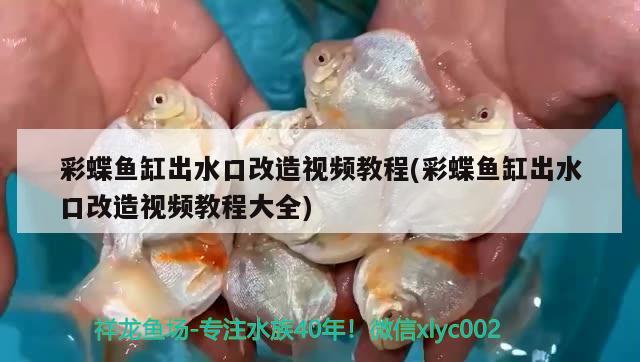 彩蝶魚缸出水口改造視頻教程(彩蝶魚缸出水口改造視頻教程大全) 黃金招財(cái)貓魚