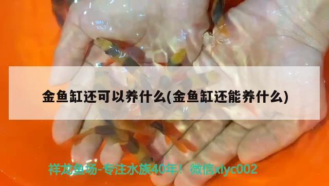 金魚缸還可以養(yǎng)什么(金魚缸還能養(yǎng)什么) 帝王血鉆