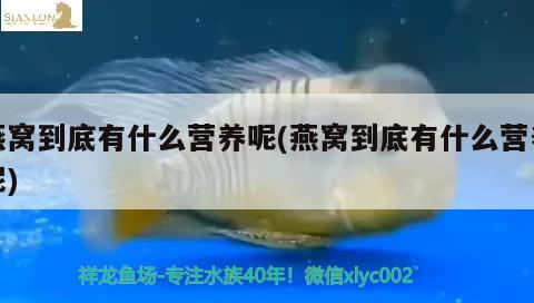 鱷雀鱔是鱷魚進化來的嗎，鱷雀鱔和中國黑魚，誰更厲害 觀賞魚 第3張